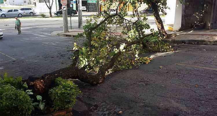 Árvore cai e fecha rua no Bairro Sagrada Família - Edesio Ferreira/EM/D.A.Press