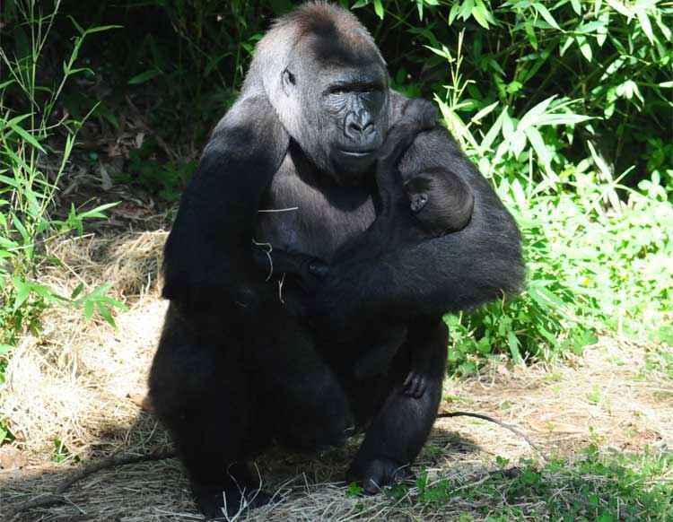 Segundo filhote de gorila nascido no Zoológico de BH vai se chamar Jahari - Euler Junior/EM/D.A Press