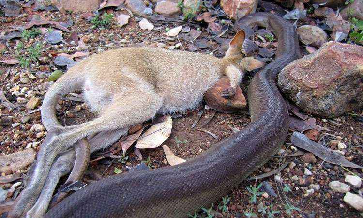 Guarda florestal registra cobra píton engolindo canguru na Austrália - Northern Territory Parks and Wildlife/Reprodução/Facebook