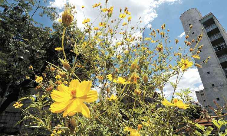 Rastro das flores cor de ouro dão mais luz e beleza ao concreto da capital neste verão - Beto Magalhães/EM/D.A Press