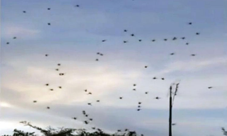 'Chuva' de aranhas assusta moradores de distrito em São Manuel, em São Paulo - Reprodução/Twitter
