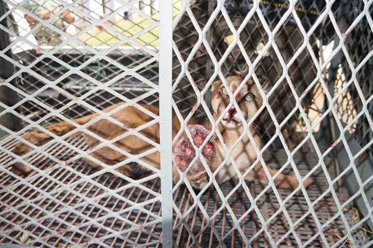 Onça parda é capturada em fazenda no interior de Minas - Marcelo Praxedes/rádio Sociedade-AM