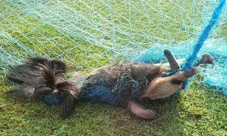 PM captura tamanduá-bandeira dentro de campo de futebol em Unaí - Polícia Militar/Divulgação