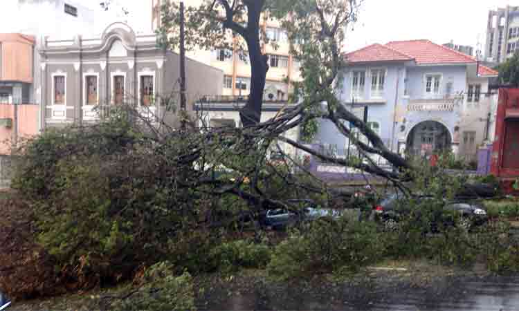 Árvore cai em cinco carros na Avenida Assis Chateaubriand, Região Leste de BH - João Henrique do Vale