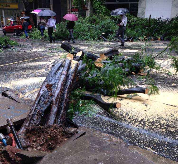 Árvore cai sobre dois carros no Centro de BH - Edésio Ferreira/EM DA Press