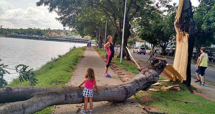 Depois de temporal com granizo, BH ainda tem árvores e postes caídos em vias públicas - Maurício Peconick