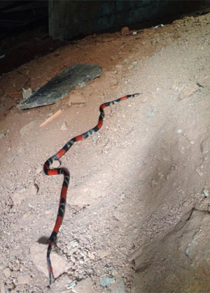 Bombeiros capturam cobra de 2 metros em prédio no Bairro Luxemburgo - Corpo de Bombeiros/Divulgação