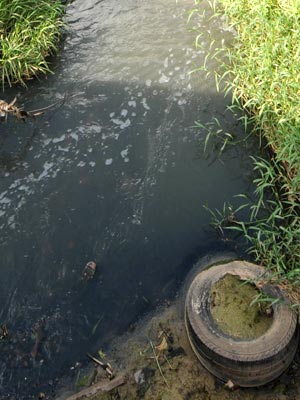 Filtro verde é promessa da vez na tentativa de despoluir a Lagoa da Pampulha - Beto Novaes/EM/D.a press