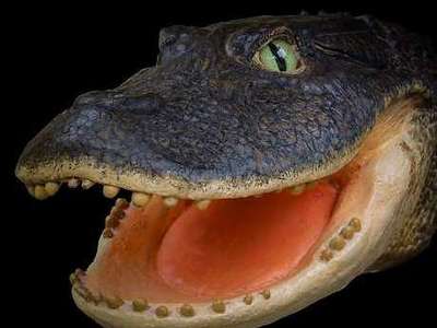 Encontrados no Peru fósseis de crocodilos com 13 milhões de anos - Reprodução/Daily Mail 