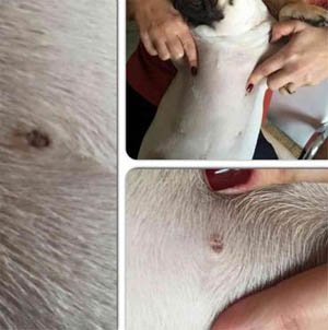 Mulher afirma que cadela de estimação foi mutilada em pet shop de BH - Facebook/Reprodução
