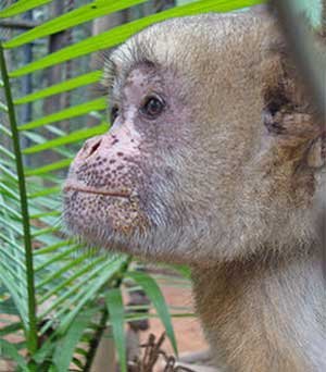 16% dos animais que vivem no Zoo de BH são espécies ameaçadas de extinção -  Suziane Fonseca 