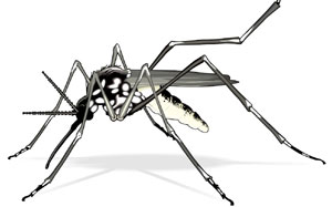 Óleo essencial combate larva do Aedes aegypti 