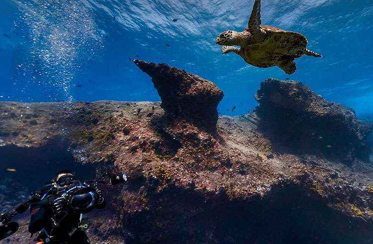 Google Maps mergulha na beleza submarina de Fernando de Noronha - Google Maps/Reprodução