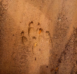 Pegadas de paca são encontradas no Parque Estadual Serra Verde - Divulgação/IEF