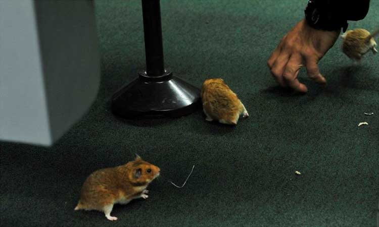Um hamster fica ferido em CPI; outros quatro roedores são doados -  Luis Macedo/Agência Câmara 