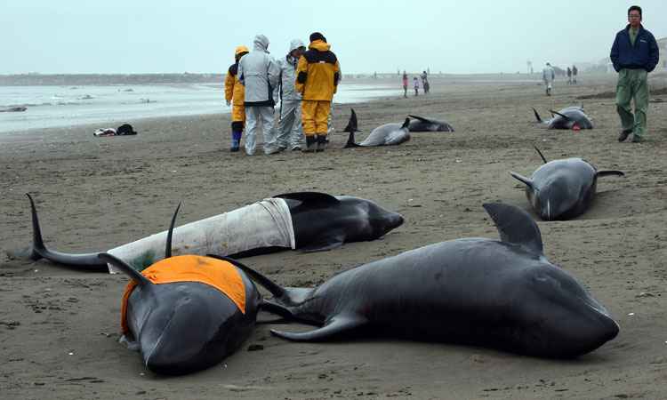 Quase 150 golfinhos encalham em praia do Japão - TOSHIFUMI KITAMURA / AFP