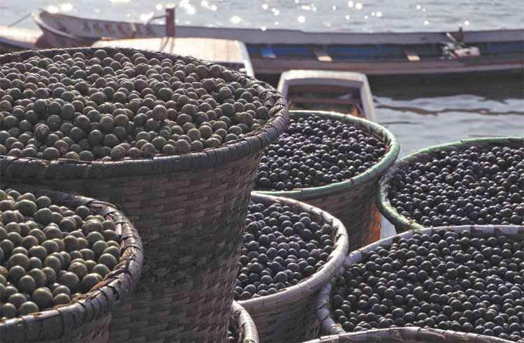 Ufop pesquisa uso do açaí no controle de doenças e contra o envelhecimento  - Paulo Santos/Reuters 