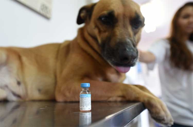 Projeto de Lei propõe criação do Samu para animais em BH - Alexandre Guzanshe/EM/D.A Press