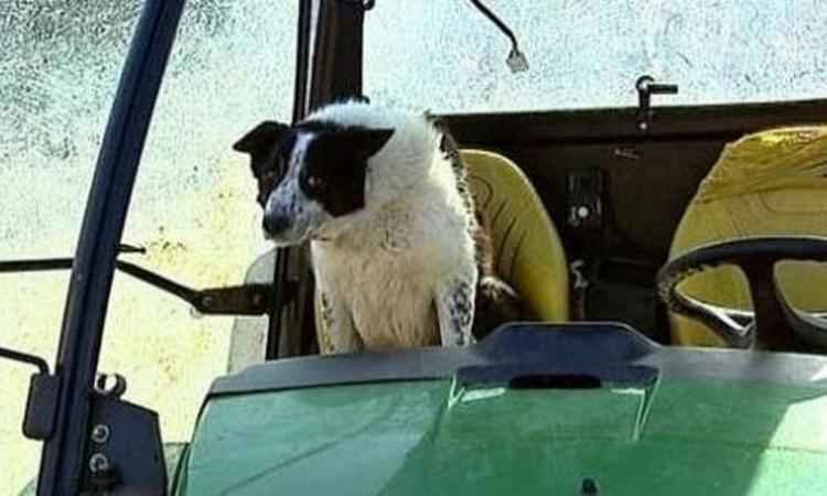 Cachorro "assume o controle" de um trator e causa congestionamento na Escócia - Reprodução/Twitter