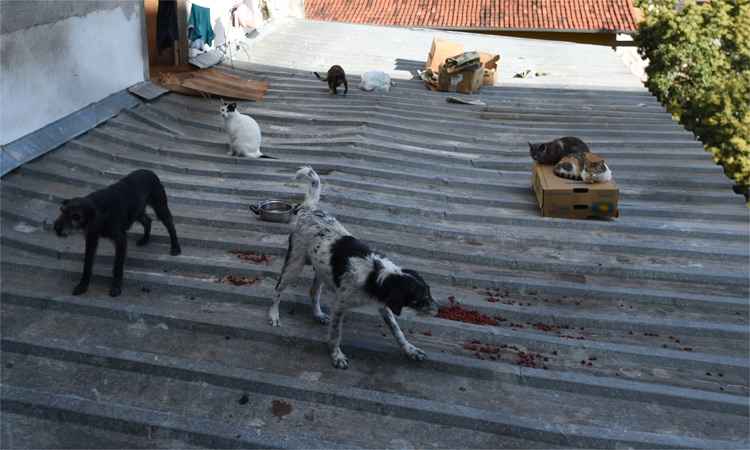 Câmara aprova prisão para quem matar cães e gatos - Alexandre Guzanshe/EM/D.A Press 
