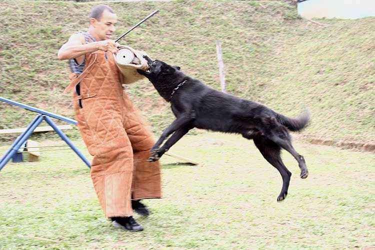 Projetos de lei em São Paulo querem 'demitir' cães de guarda - Jaja Carneiro/EM/D.A Press