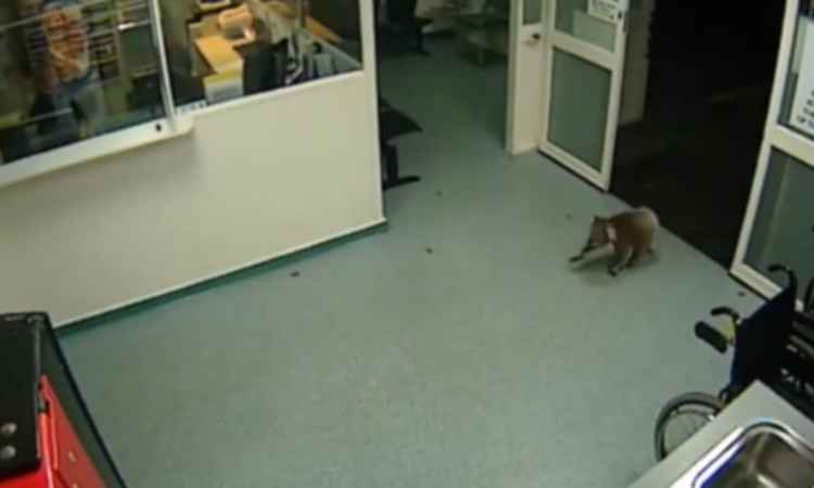 Vídeo de coala passeando em hospital australiano viraliza nas redes sociais - YouTube/Reprodução