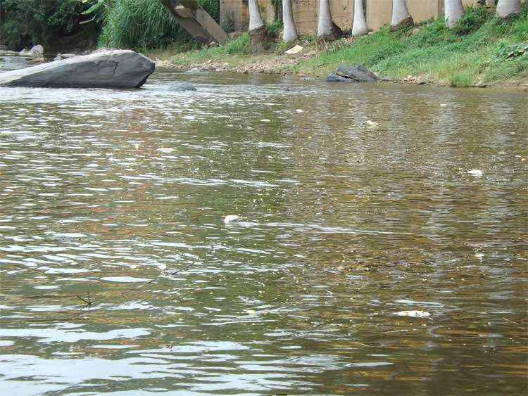 Autoridades investigam morte de peixes do Rio Santo Antônio, em Ferros - Associação de Defesa e Desenvolvimento Ambiental de Ferros (Addaf)/Divulgação