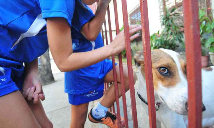 Vira-latas apaixonado escapa de táxi-dog a caminho da castração - Alexandre Guzanshe/EM/DA Press