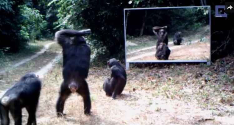 Vídeo registra cenas divertidas de animais se admirando em um espelho na floresta - Xavier Hubert Brierre