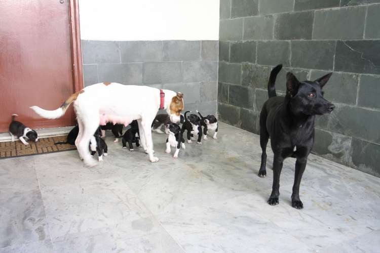 Cão Xerife acha caminho do Cidade Nova ao Prado e reencontra Olívia - Edésio Ferreira/EM/D.A Press