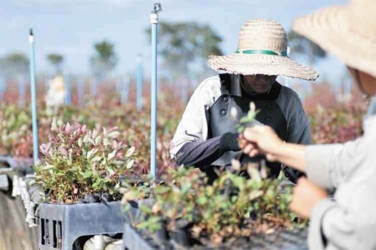 Empresas incluem produção sustentável no planejamento estratégico - Alexandre Guzanshe/EM/D.A Press