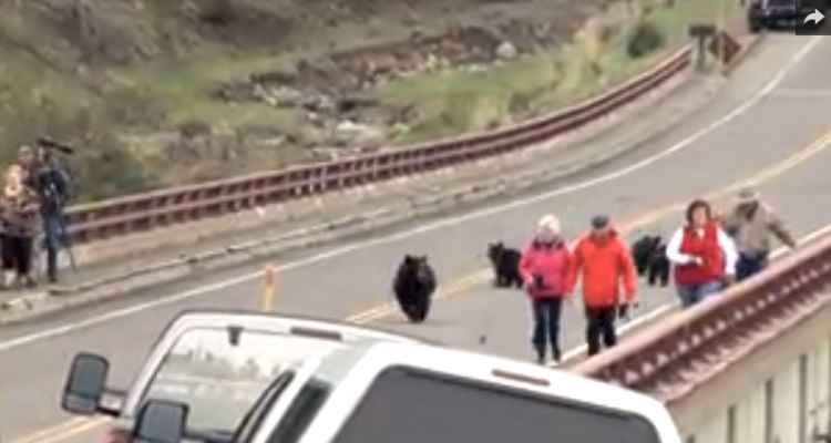 Família de ursos assusta turistas em parque dos Estados Unidos - Fun & Buzz/Daily Motion