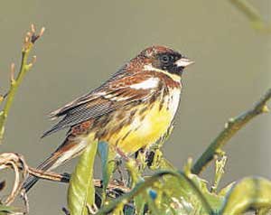 Hábito chinês põe pássaro em risco de extinção - AURÉLIEN AUDEVARD/DIVULGAÇÃO