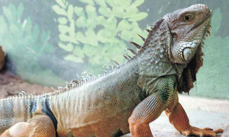 Iguana pode ser domesticada, mas precisa de local especial - Sidney Lopes/EM/D.A Press - 3/6/09