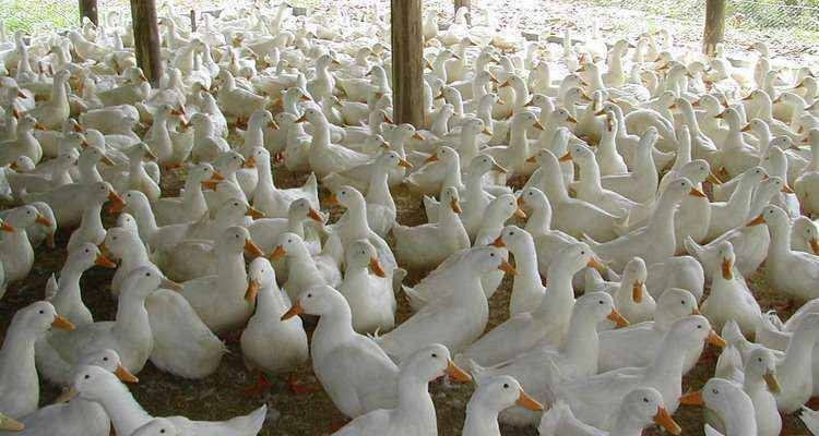 Carne de pato está em plena valorização, mas faltam criadores em Minas - Divulgação
