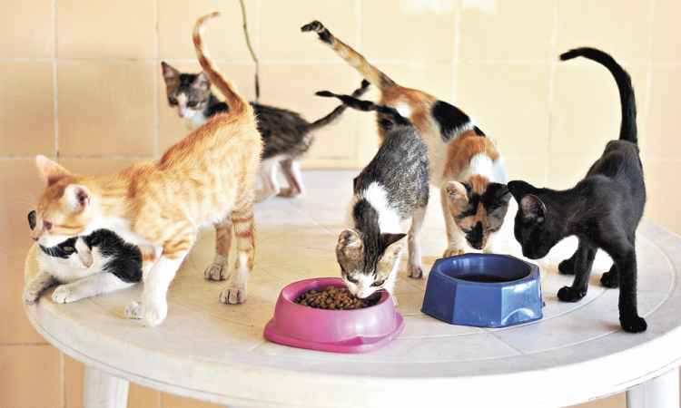 Fafich terá feira de adoção de cães e gatos na próxima quinta  - Erika Vasconselos/Divulgação