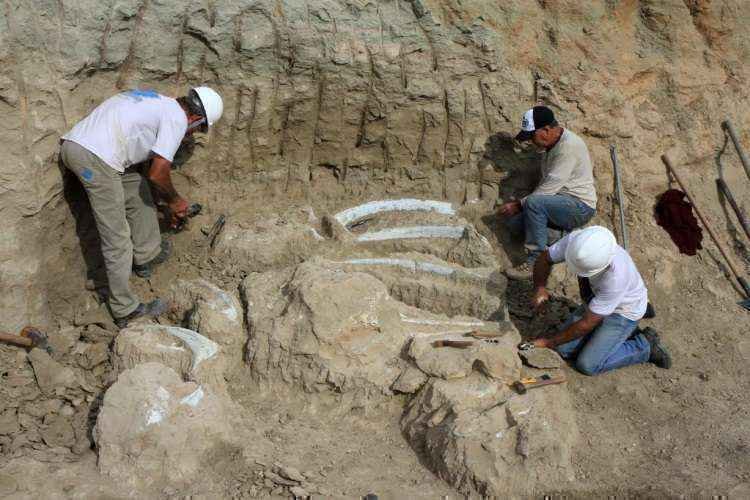 Fósseis de dinossauro encontrados em canteiro de obras são apresentados em Uberaba - Luís Adolfo/UFTM