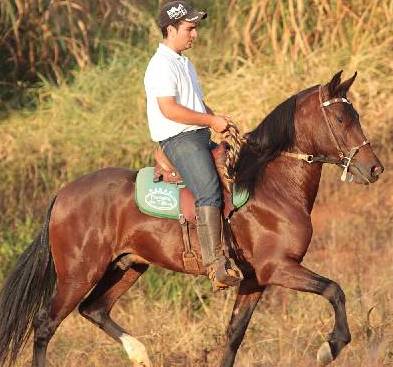 É possível lucrar com cavalos - Ricardo Mendes/Divulgação