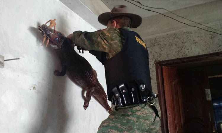 Polícia apreende jacaré empalhado em casa de Uberlândia - Polícia Militar de Meio Ambiente/Divulgação