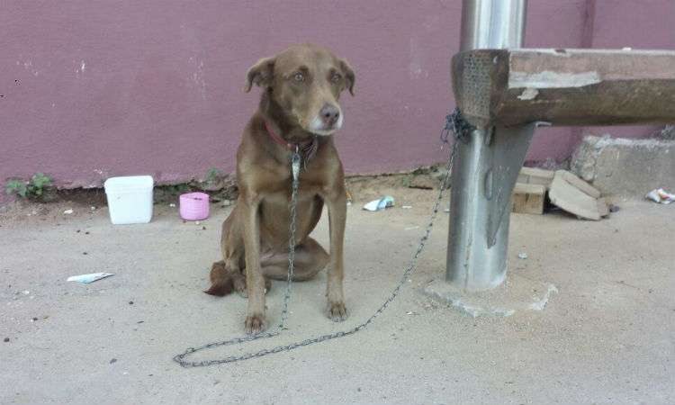 Cadela acorrentada em ponto de ônibus no município de Timóteo ainda espera por adoção - Kenya Azevedo/Divulgação