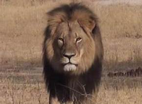 Julgamento de organizador de caçada do leão Cecil é adiado para setembro - AFP Photo