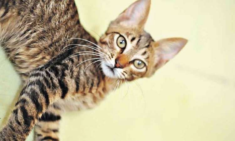 Pulgas representam risco à saúde do gato, se manifestando em doenças que podem até matar - Érika Vasconcellos/Divulgação