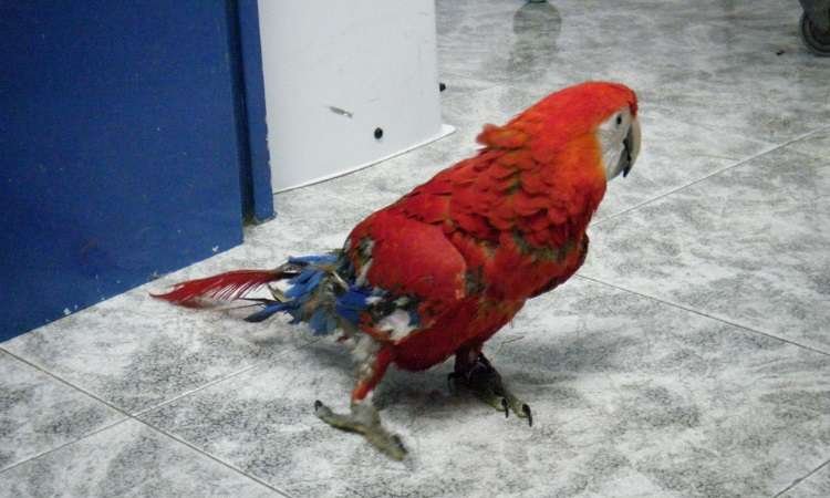 Automutilação de aves pode sinalizar deficiências nutricionais e ainda indicar várias doenças, como o estresse - Reprodução da internet