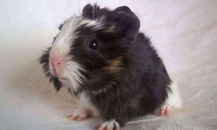 Porquinho-da-índia é dócil e gosta de ganhar atenção  - Lisly Gomide/Mini Pets