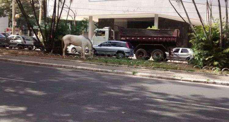 Cavalo é encontrado solto andando por principais avenidas de BH 