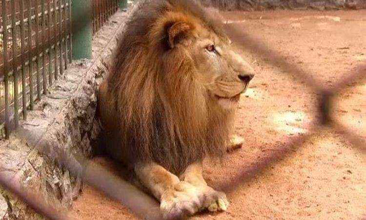 Morre leão do Zoológico de Uberlândia - TV Vitoriosa / Divulgação