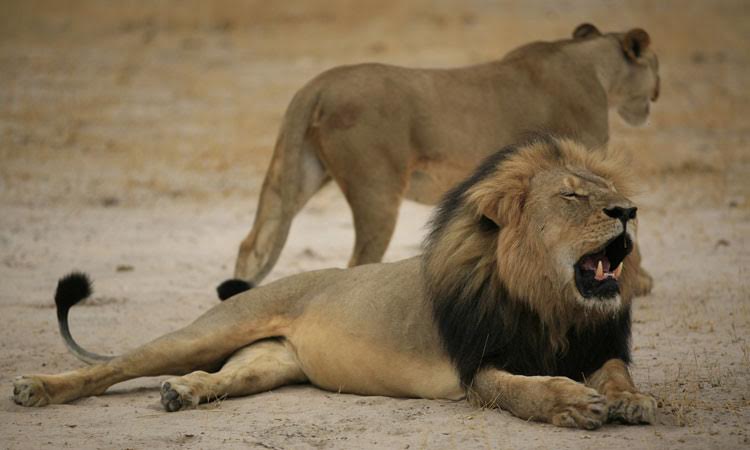 Dentista americano que matou leão Cecil volta ao trabalho - AFP PHOTO / ZIMBABWE NATIONAL PARKS