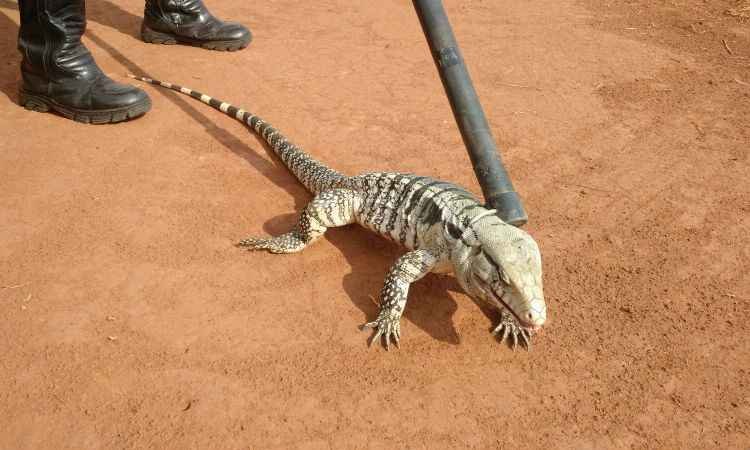 Polícia Ambiental captura lagarto em residência de Uberlândia, no Triângulo Mineiro - Polícia Militar Ambiental/Divulgação
