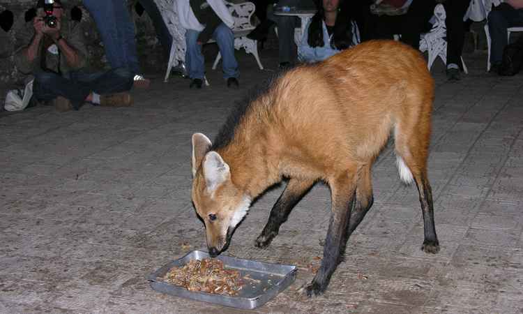 Lobos-guarás têm que dividir espaço de refeição com novos companheiros no Caraça - Lauro Palú/Santuário do Caraça/Divulgação