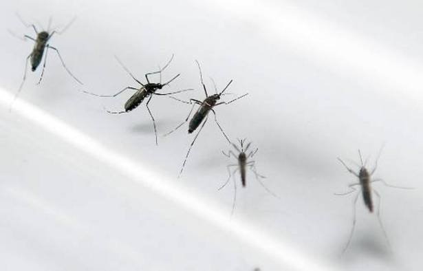 Pesquisa mineira ajuda a mapear a dengue no Brasil - Patrice Coppee/AFP 
